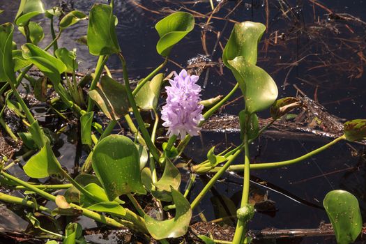 Hyacinth purple flower Hyacinthus  blooms in Seasonal flooded swamp of Myakka River State Park in Sarasota, Florida.