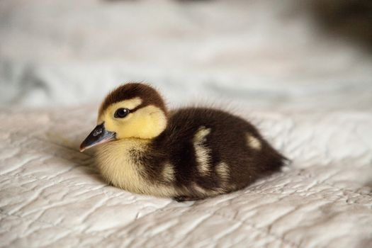 Mottled duckling Anas fulvigula on a blue background in Naples, Florida