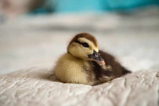 Mottled duckling Anas fulvigula on a blue background in Naples, Florida