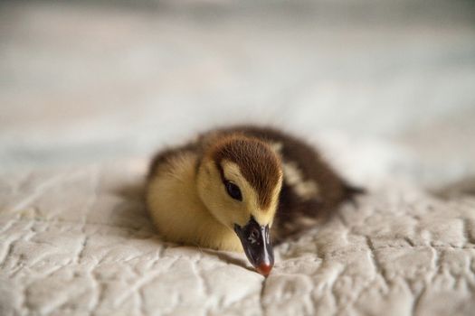 Mottled duckling Anas fulvigula on a blue background in Naples, Florida