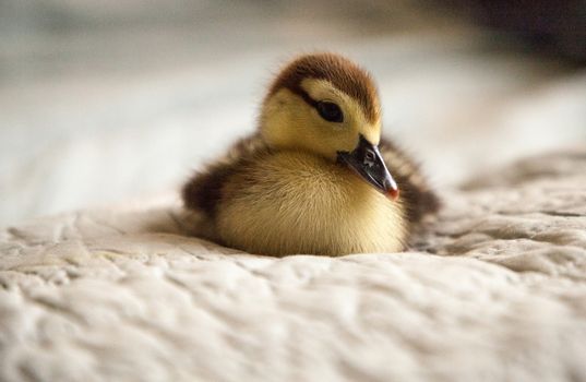 Mottled duckling Anas fulvigula on a blue background in Naples, Florida