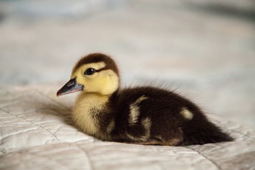 Mottled duckling Anas fulvigula on a blue background in Naples, Florida