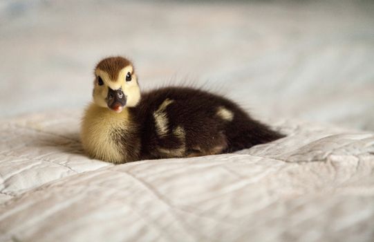 Mottled duckling Anas fulvigula on a blue background in Naples, Florida