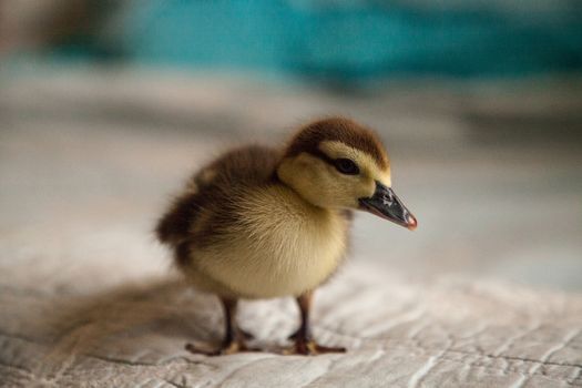 Mottled duckling Anas fulvigula on a blue background in Naples, Florida