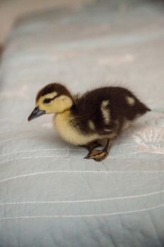 Mottled duckling Anas fulvigula on a blue background in Naples, Florida