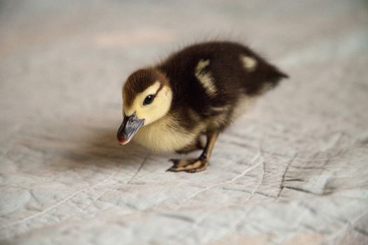 Curious Mottled duckling Anas fulvigula on a blue background in Naples, Florida