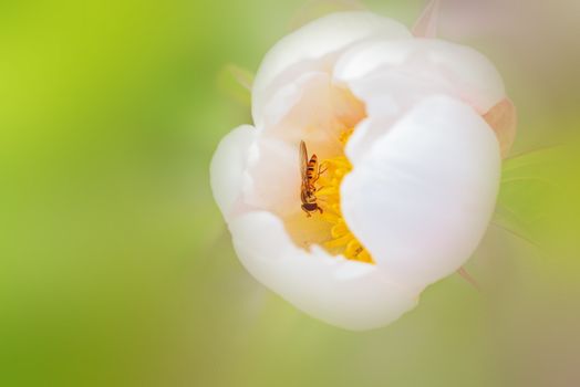 Forest flower with an insect. Blurred background