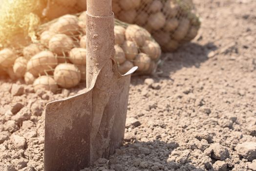 Potato tubers. Fresh potatoes on the field