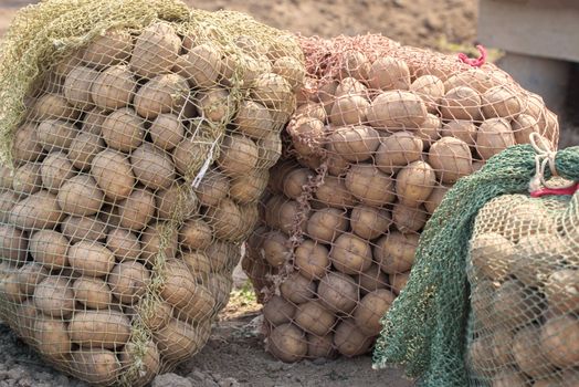 Potato tubers. Fresh potatoes on the field