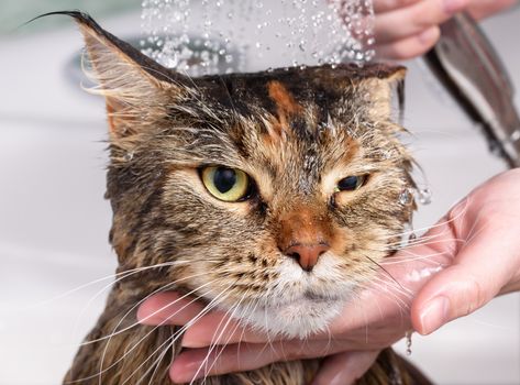 Wet cat with. Muzzle of wet cat in the bathroom