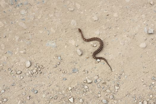 Gloydius halys snake. Halys pit viper on the ground