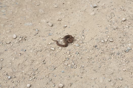 Gloydius halys snake. Halys pit viper on the ground