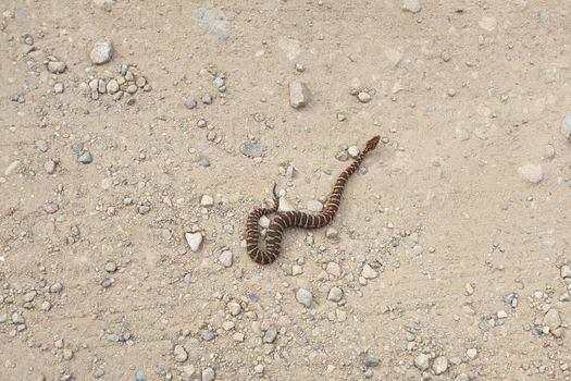 Gloydius halys snake. Halys pit viper on the ground