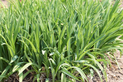 Green grass close-up. Background of green grass