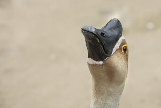 Domestic goose close-up. Head of a domestic goose
