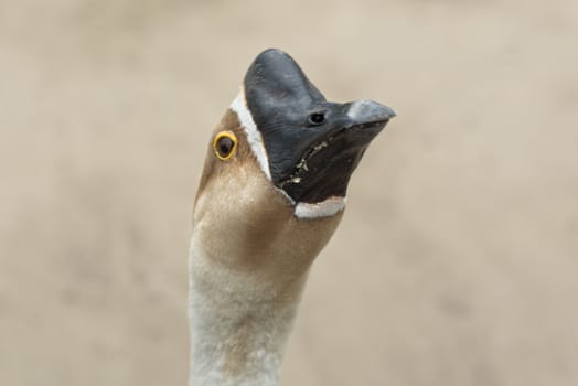 Domestic goose close-up. Head of a domestic goose. Black beak