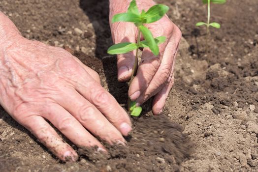 Hands of farmer growing plant. Hands of the elderly person. Protect nature