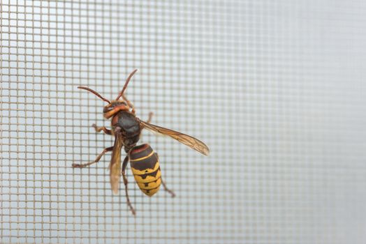 Hornet on a grid. Protection from insects - hornet, bee, wasp