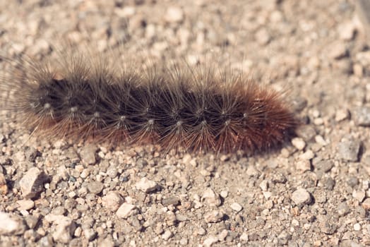 Caterpillar crawls on the ground. Large red caterpillar.