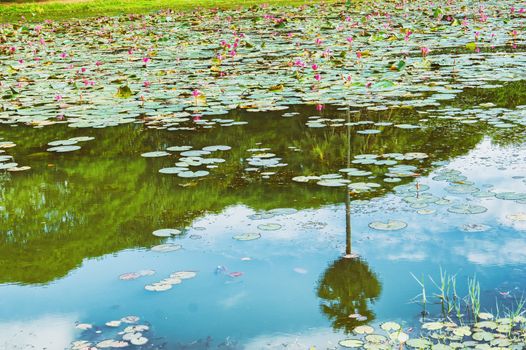 Lake of lotuses. Reflection in the water surface