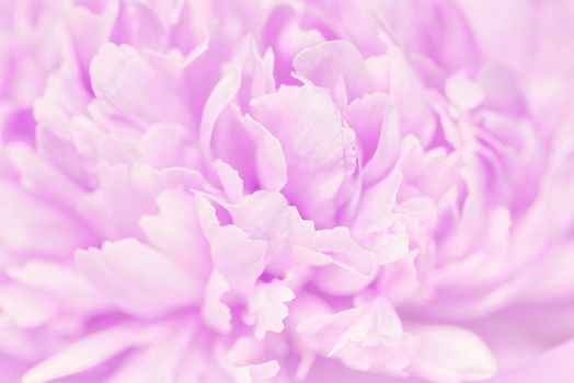 Pink petals with blurred focus. Pink background