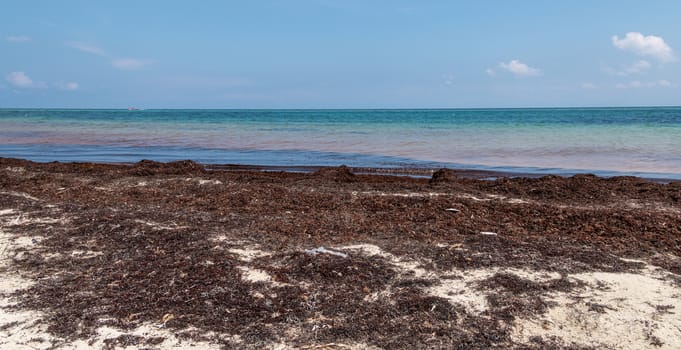 Beach contaminated by Sargassum. Global warming. Caribbean Sea