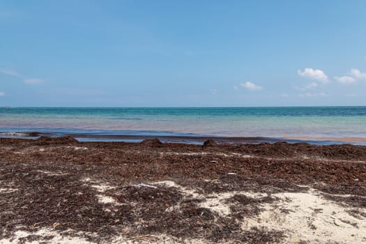 Beach contaminated by wattle. Global warming. Caribbean Sea