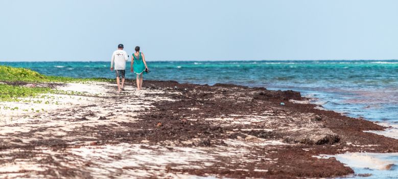 Beach contaminated by Sargassum. Global warming. Caribbean Sea