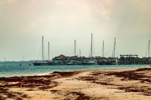 Beach contaminated by Sargassum. Global warming. Caribbean Sea