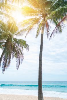 tropical palms tree at summer beach with blue sky and sun light background.