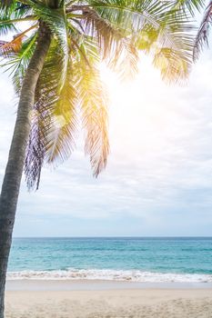 tropical palms tree at summer beach with blue sky and sun light background.