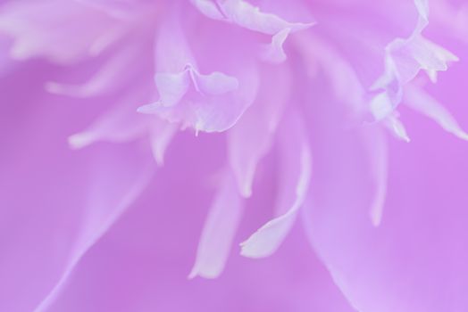 Purple petals with blurred focus. Purple background