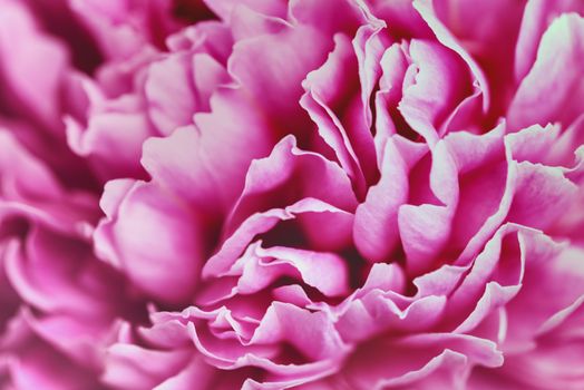 Pink petals with blurred focus. Pink background