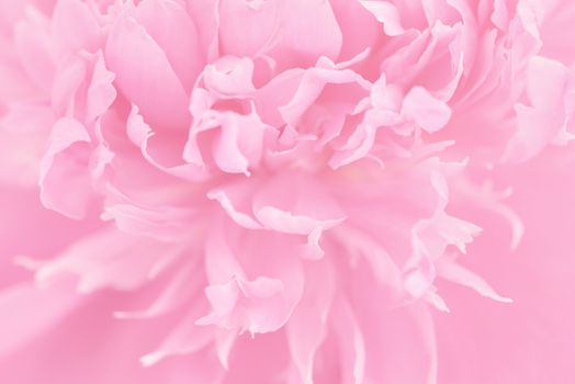 Pink petals with blurred focus. Pink background
