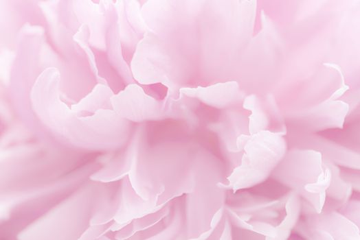 Pink petals with blurred focus. Pink background