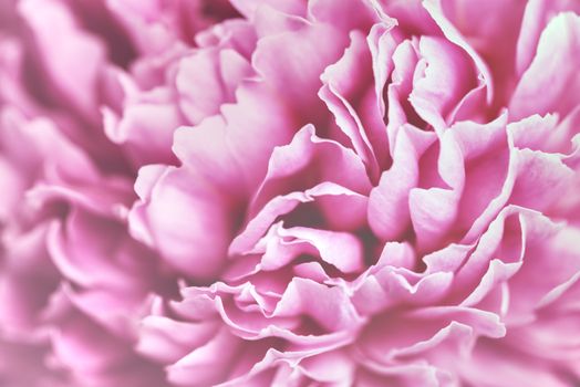 Pink petals with blurred focus. Pink background