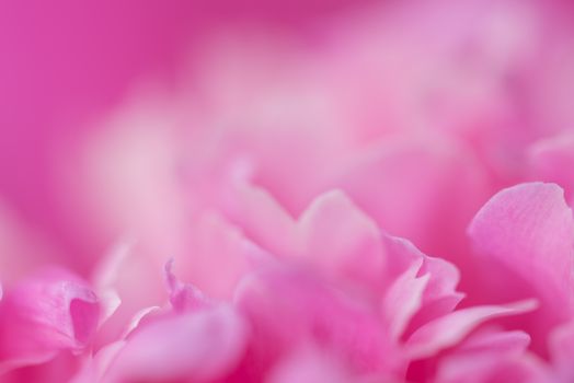 Pink petals with blurred focus. Pink background