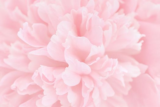 Pink petals with blurred focus. Pink background