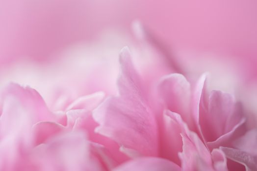 Pink petals with blurred focus. Pink background