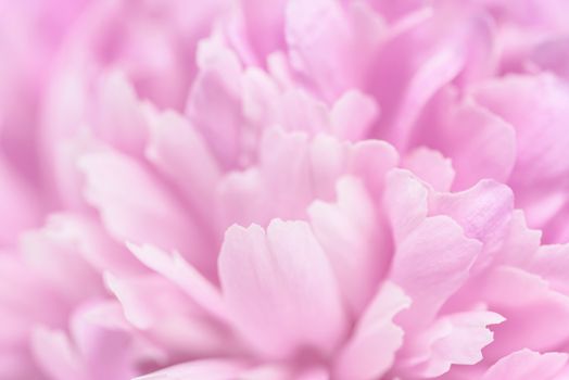 Pink petals with blurred focus. Pink background