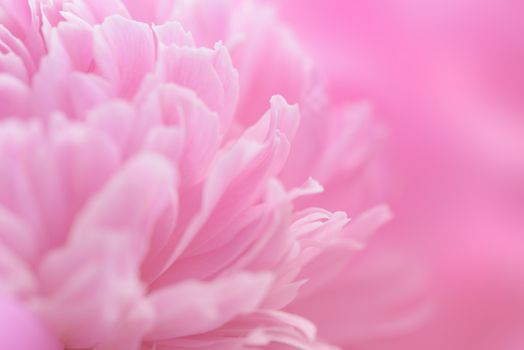 Pink petals with blurred focus. Pink background