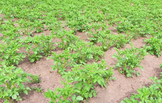 Potato plants in the garden. Field of potatoes