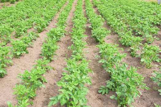 Potato plants in the garden. Field of potatoes