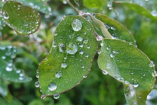 Raindrops on the leaves. Water droplets on leaf. Wet grass