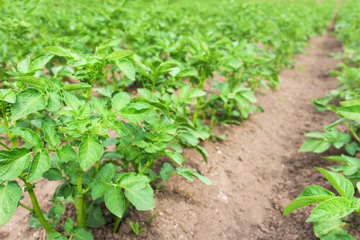 Potato plants in the garden. Field of potatoes