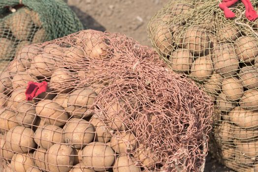 Potato tubers. Potatoes in the bags on the bed