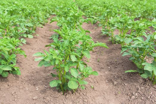 Potato plants in the garden. Field of potatoes