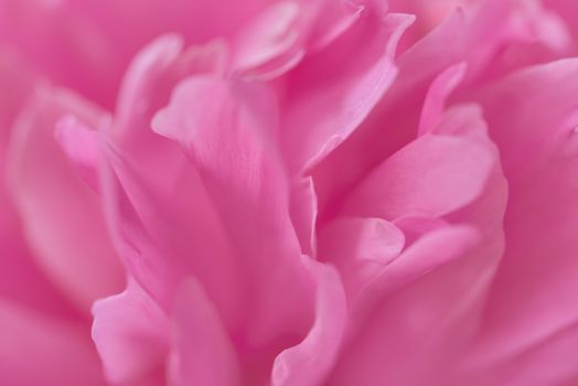 Pink petals with blurred focus. Pink background