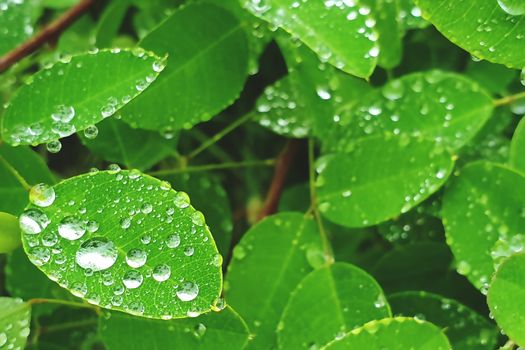 Raindrops on the leaves. Water droplets on leaf. Wet grass