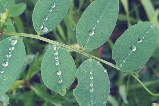 Raindrops on the leaves. Water droplets on leaf. Wet grass